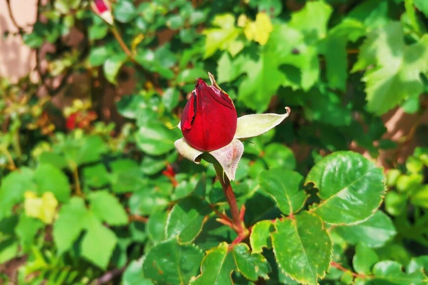 TinaSova20/shutterstock.com