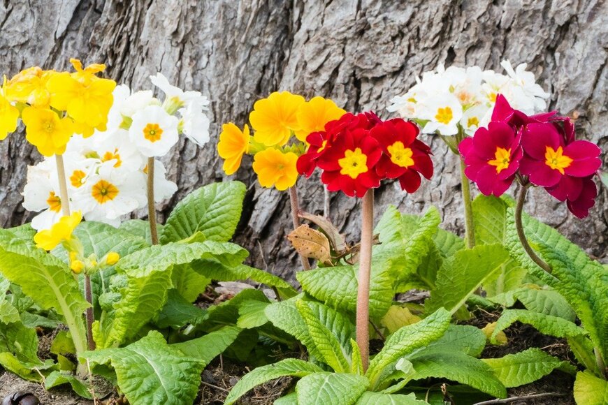 Pusteflower9024/istockphoto.com