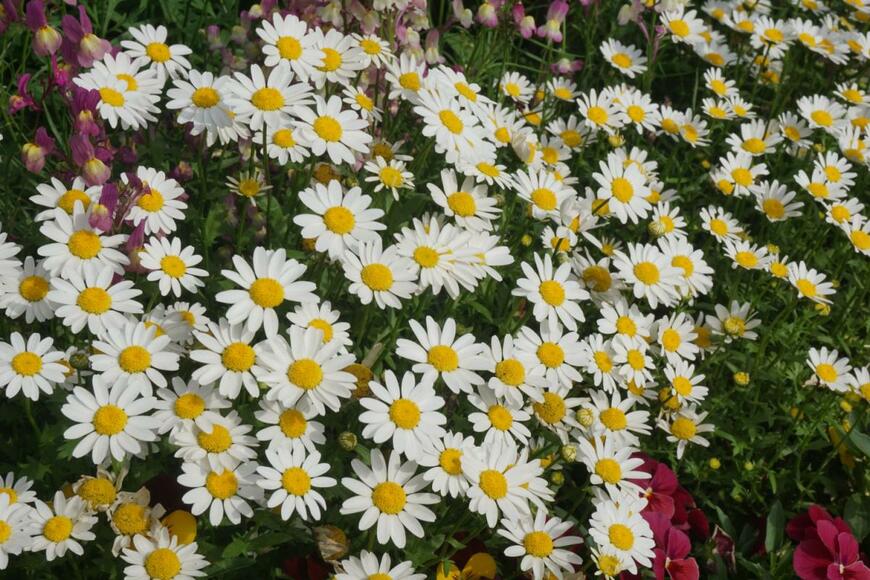 mamesuke/shutterstock.com