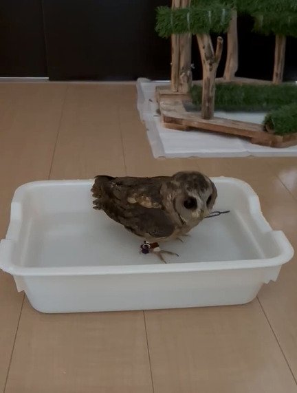 出所：@purinon2929k