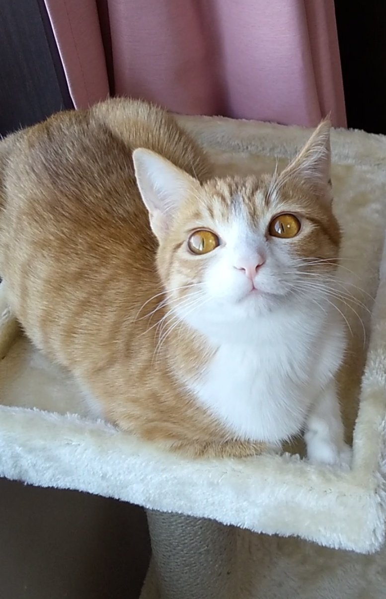 出所：@mero627puri914