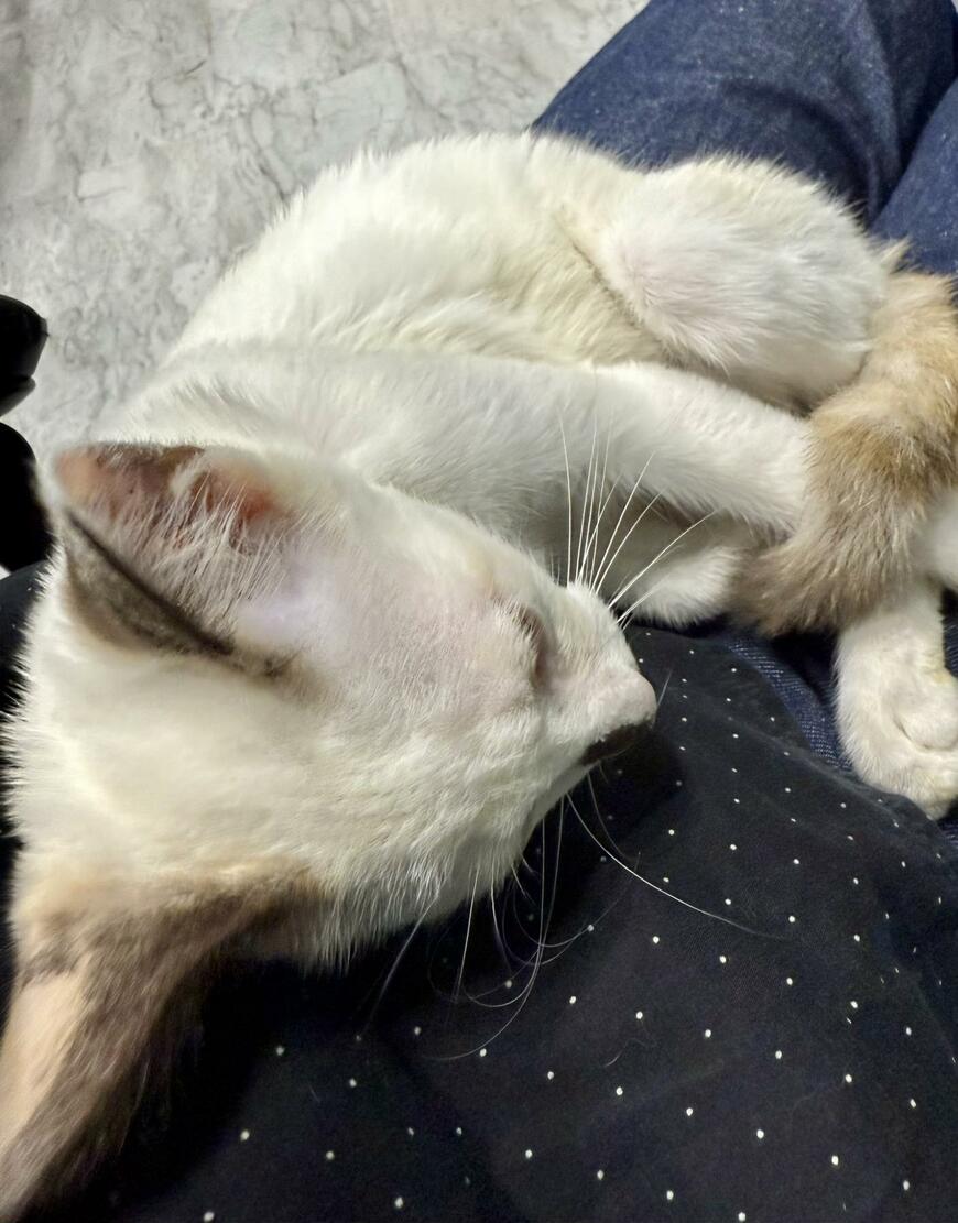 出所：@omochi_nam01