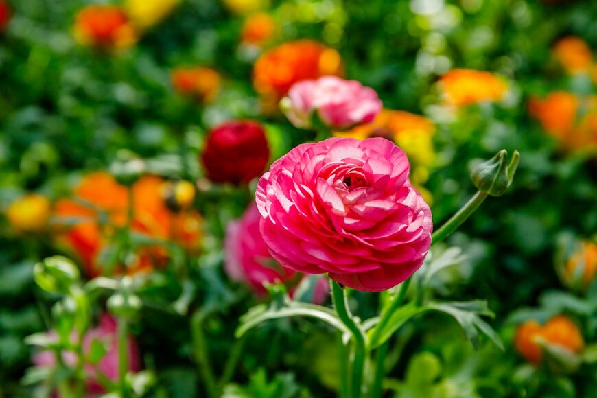 nnattalli/Shutterstock.com