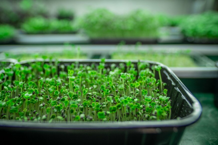 SibFilm/shutterstock.com