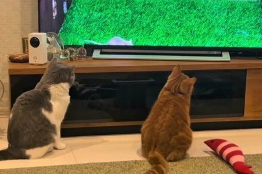 【未知との遭遇】猫にネズミの動画を見せたら…　かわいすぎる「まさかの行動」が話題に