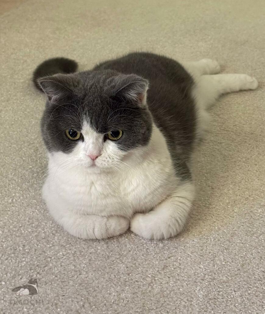 出所：@omochiomoching