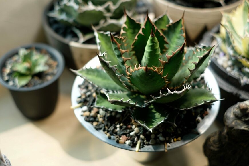 Colin Hui/shutterstock.com