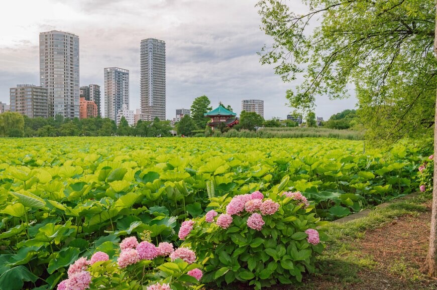 koichi.T/shutterstock.com