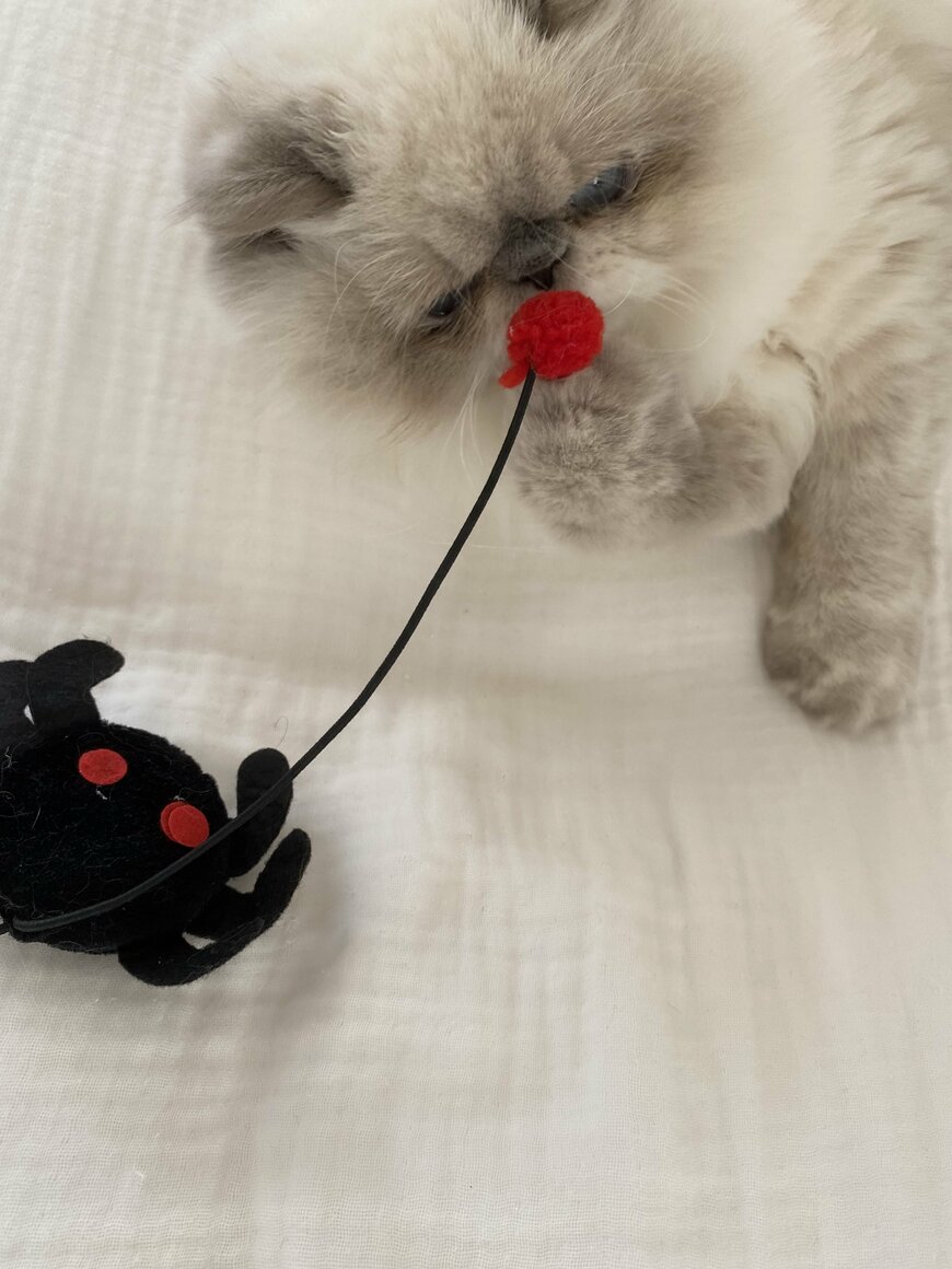 『猫用おもちゃスティックのクモ』カボチャよりクモのほうがよく遊んでいました！