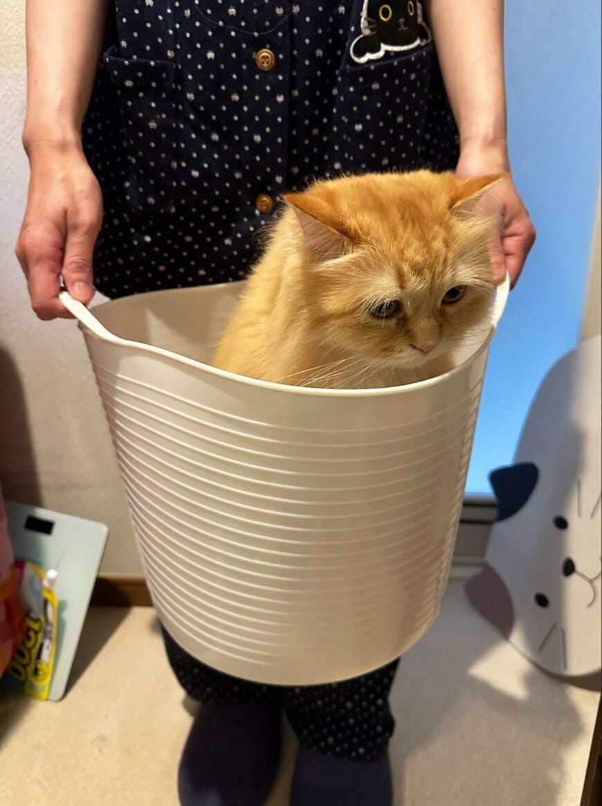 出所：@NEKOLAND13