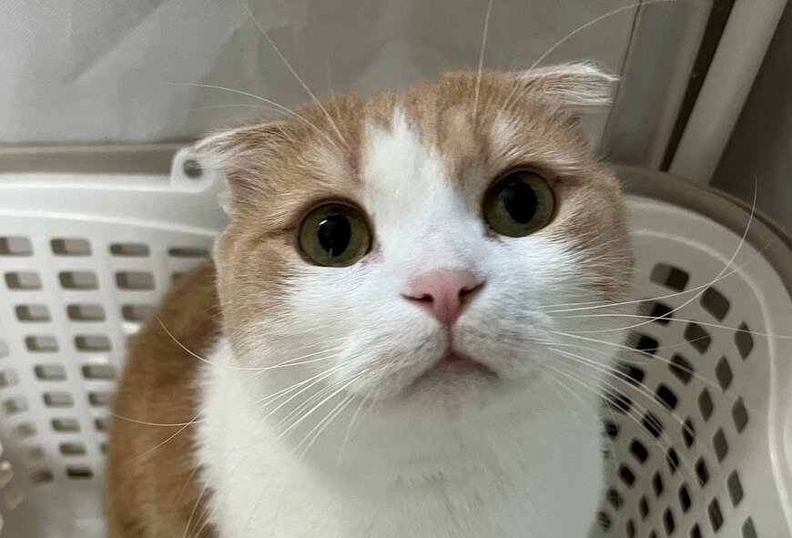 出所：@torotolo106106