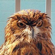 出所：@NORIKO_Rye