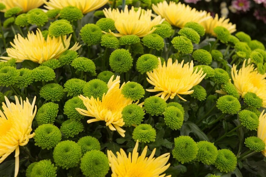 Peter Turner Photography/shutterstock.com