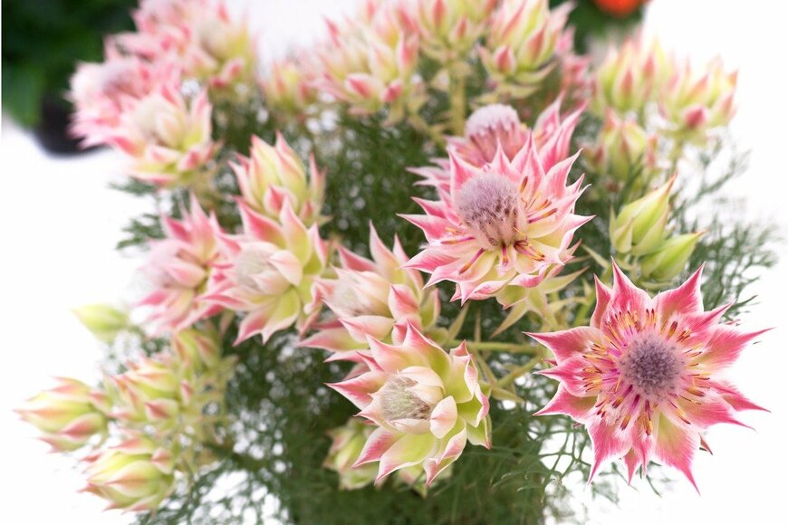 y-studio/istockphoto.com