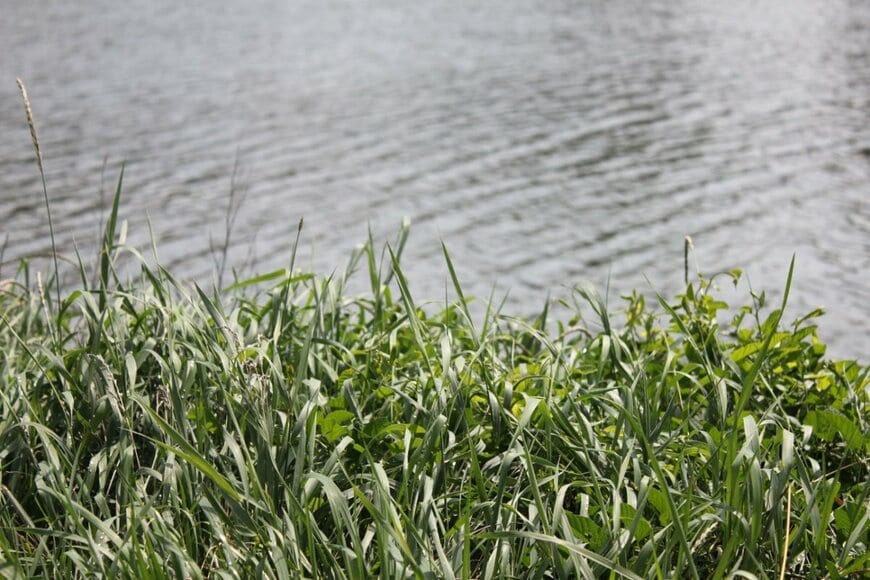 福井県でファンキーなアオサギを撮影　ロックスターのような衝撃姿に「紅白のトリ？」「成人式なのかな」