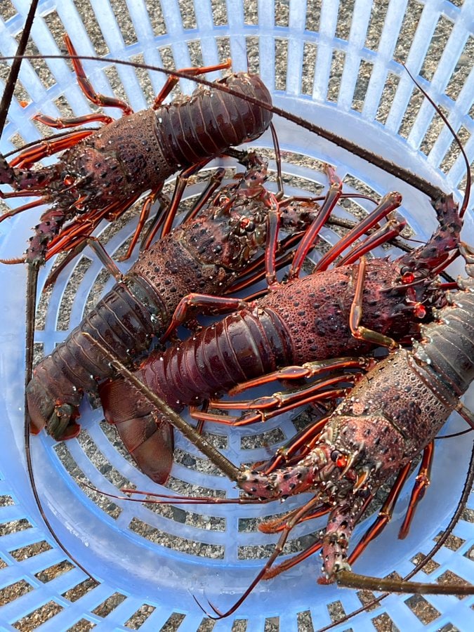 出所：@K_theHermit