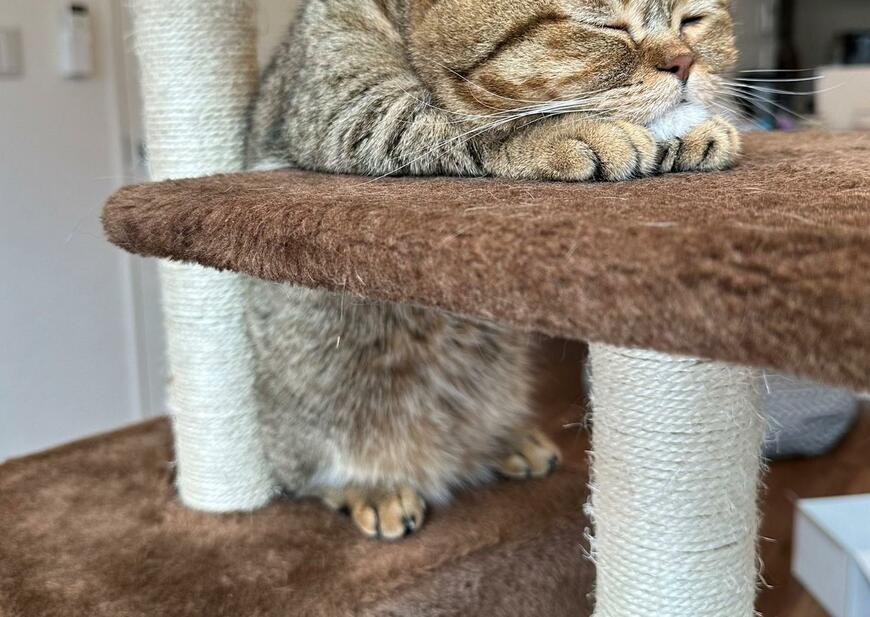 出所：@ponpokopontanu