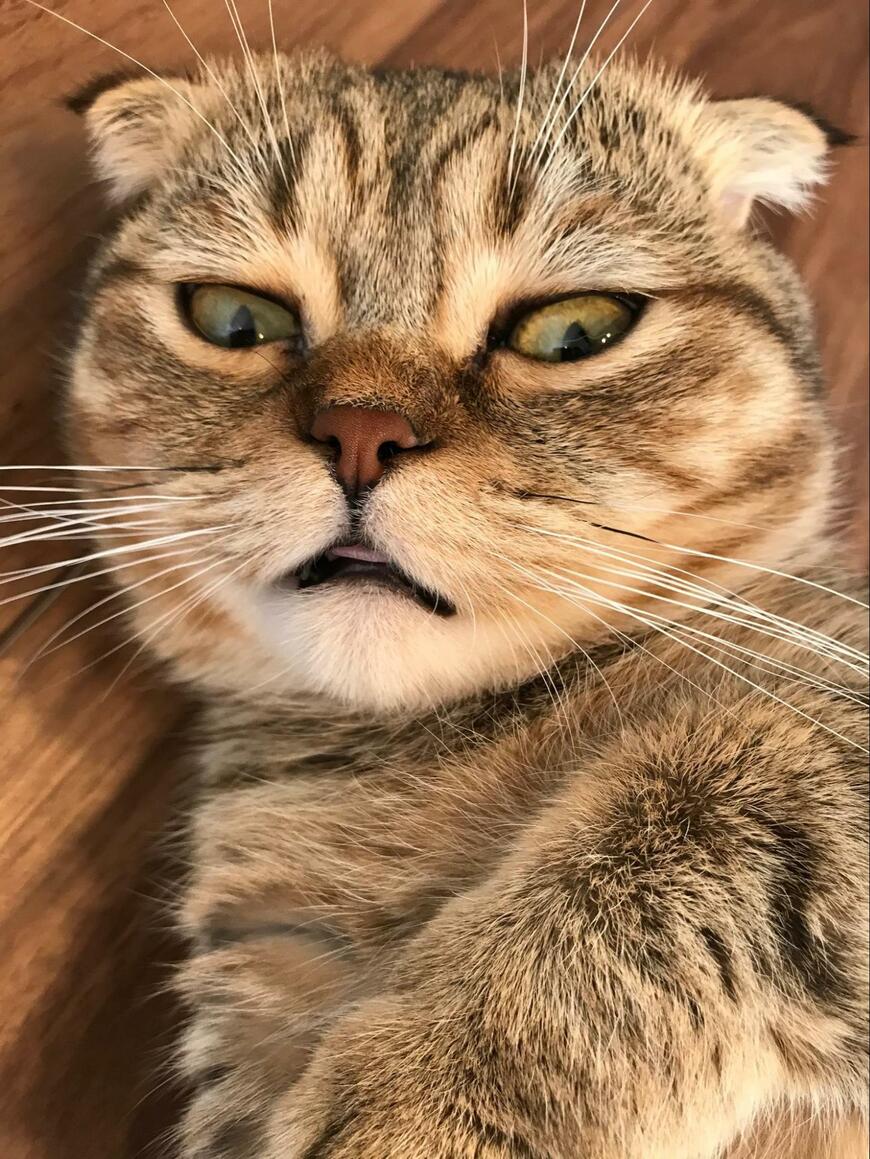 出所：@ponpokopontanu 