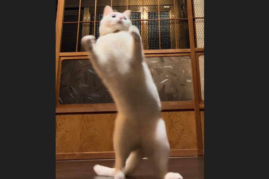 「キレッキレの踊り」ノリノリな猫さん　2枚の写真にSNS大反響