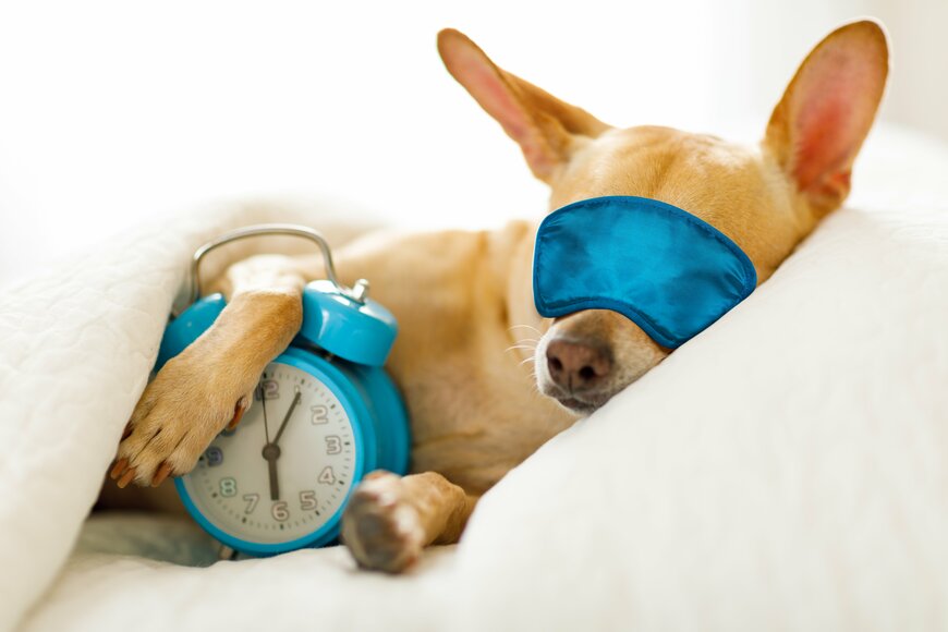 睡眠で十分に休養できている人はどれくらい？「収入・就労時間」との関係は？