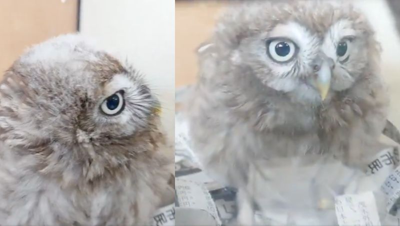 投稿動画のワンシーン