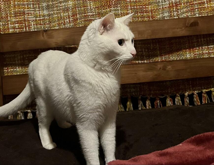 白猫の「ソウ」くんはムキムキ。2枚目はその理由に迫ります。