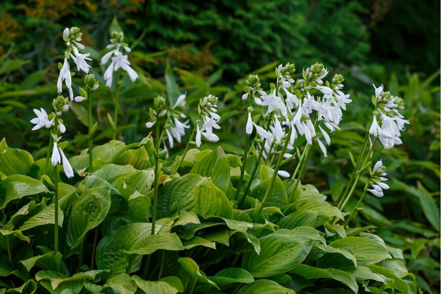 白い花を咲かせている、ギボウシ