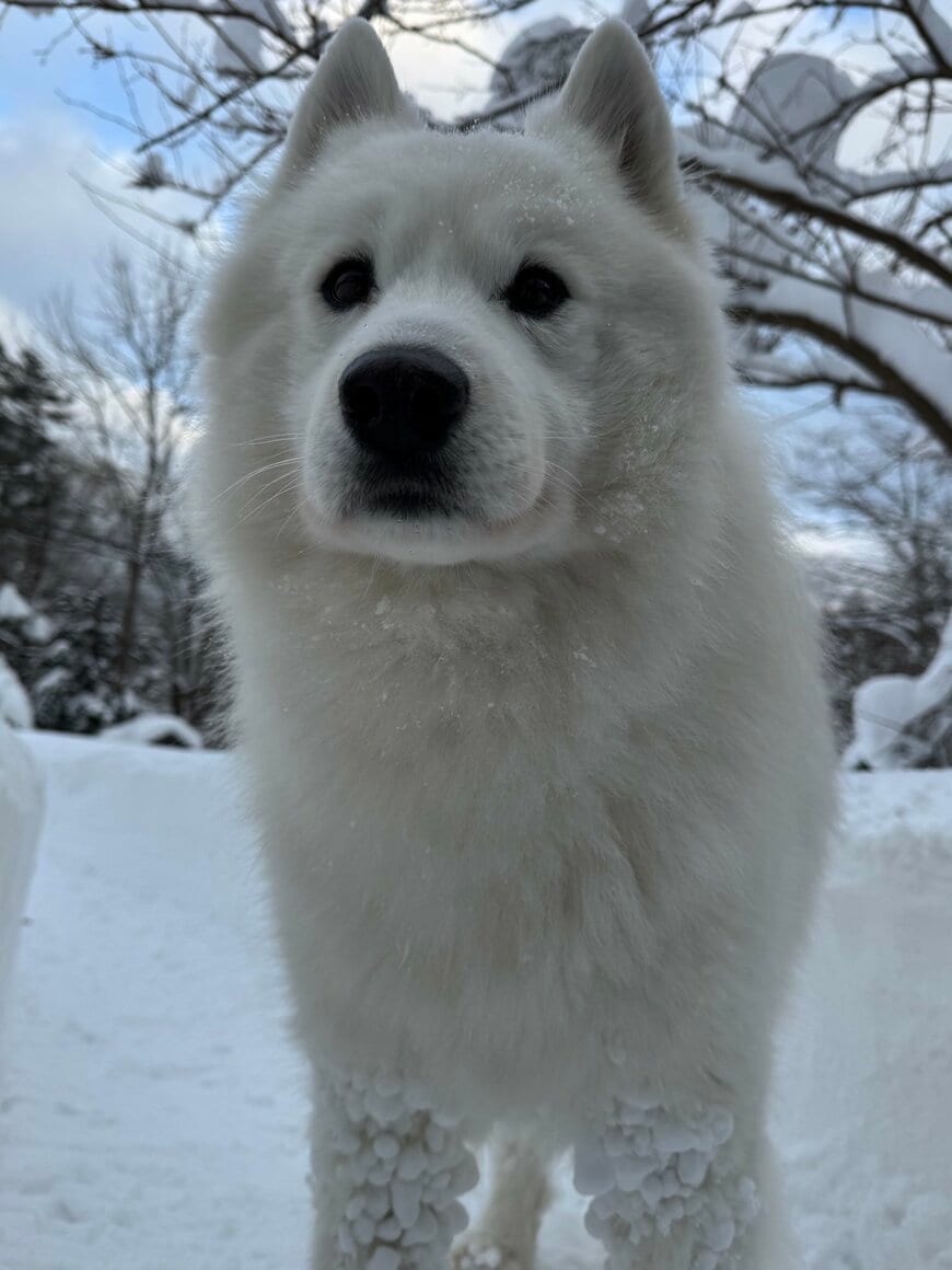 満足げな表情のSKIくん