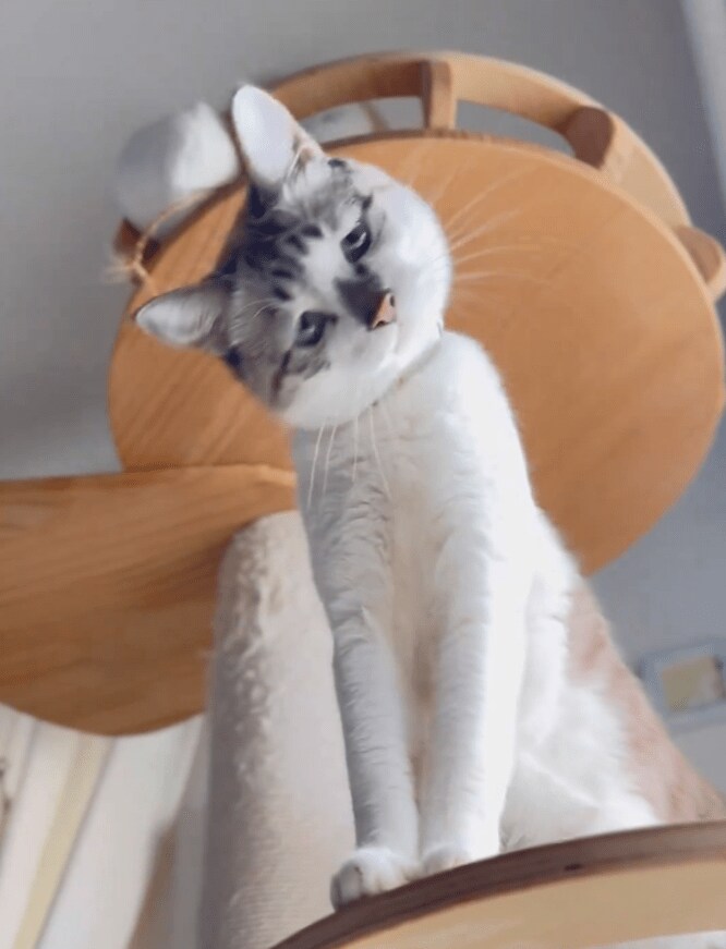 90度首をかしげる猫