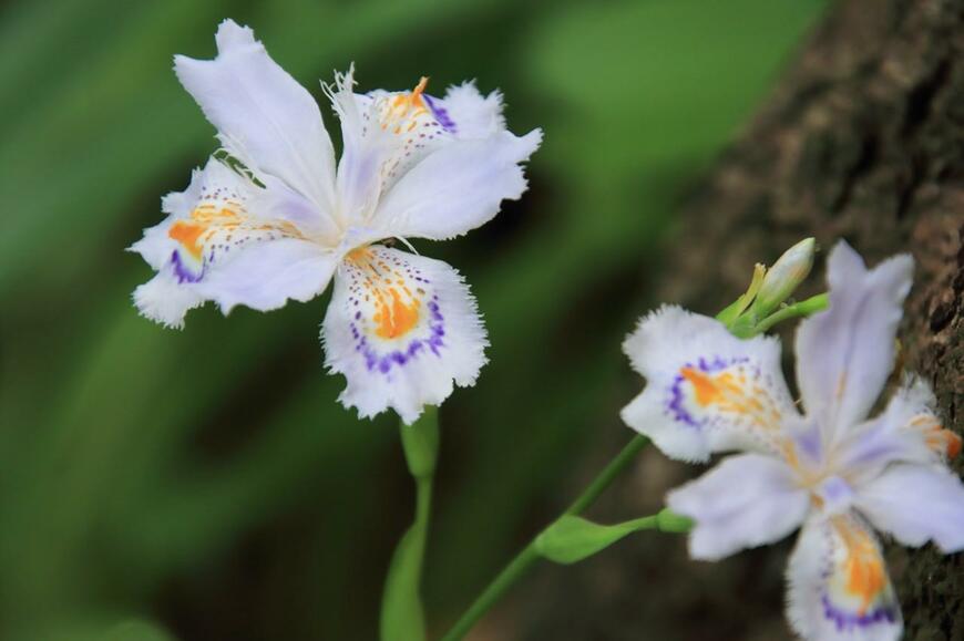 白い花びらに紫とオレンジの模様が入ったシャガの花