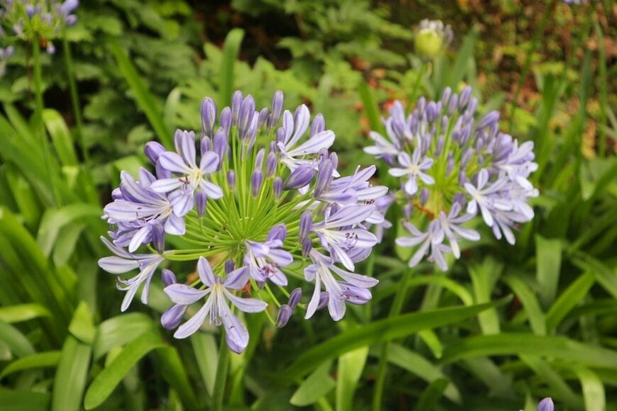 うす紫色のアガパンサスの花