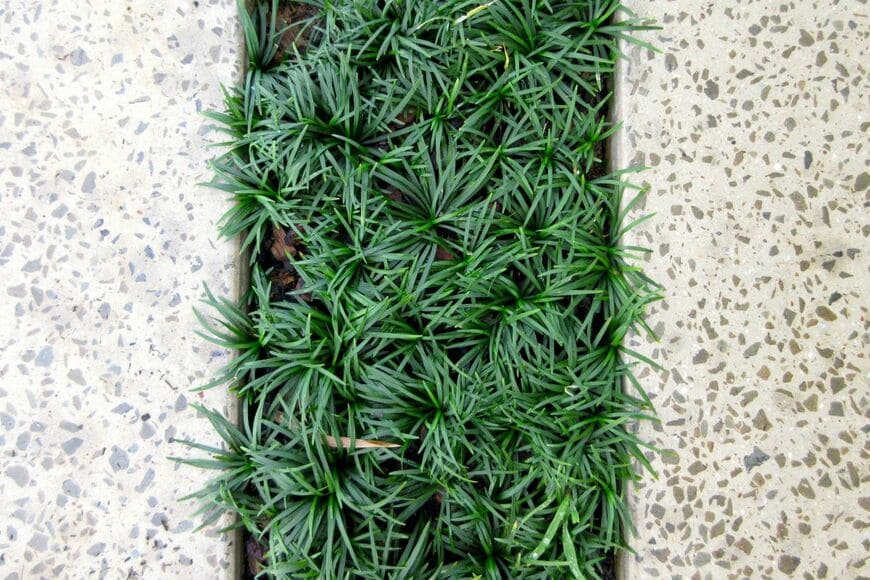 コンクリートの隙間に植えられた、タマリュウ