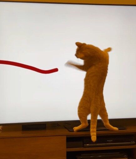 デジタルねこじゃらし大好きな猫