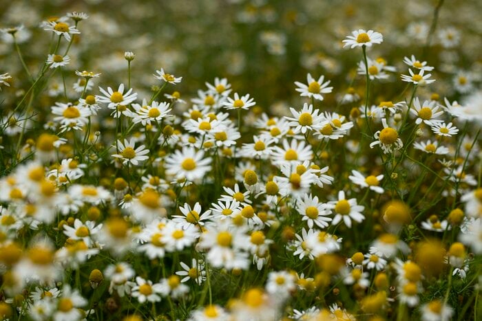 ホワイトの小花が愛らしい「ジャーマンカモミール」
