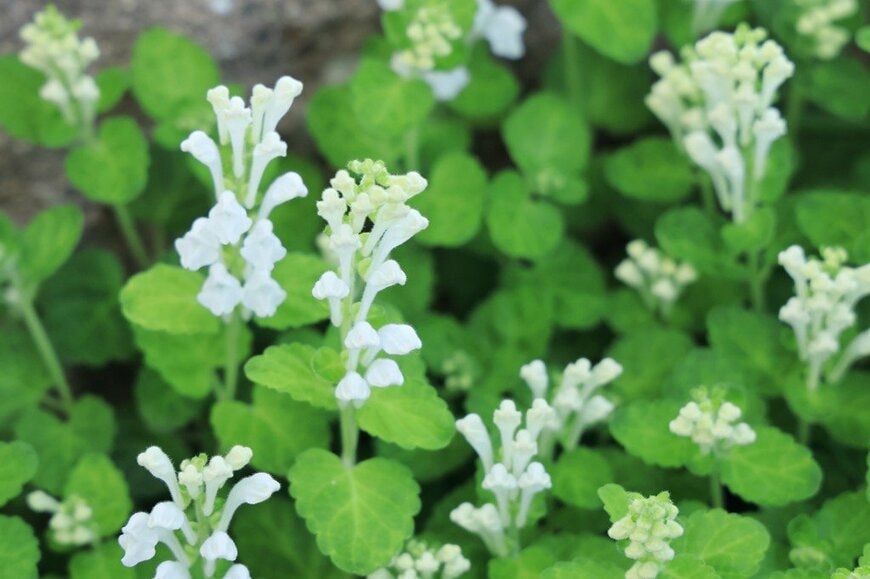 白い花を咲かせている、タツナミソウ