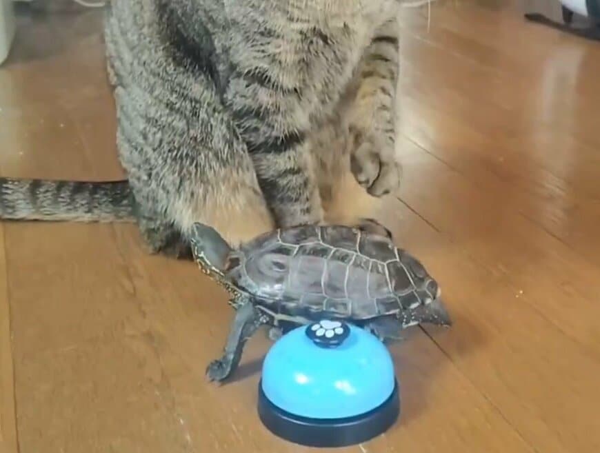 ベルを押そうと前足をあげる小雪ちゃん 軍曹くんが邪魔で押せません