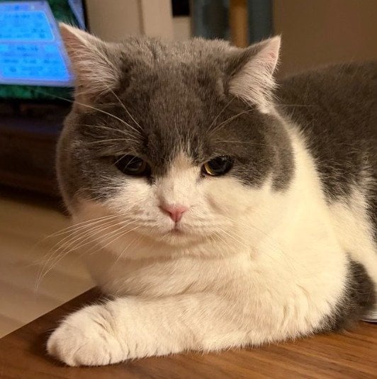 まんまるでかわいいぶりもっちちゃん