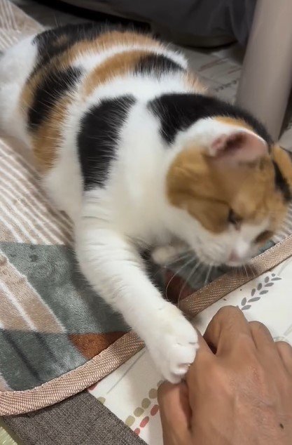 猫と飼い主の手