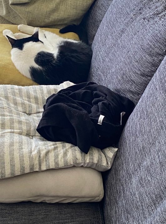 猫だと思ったら違ったシャツ