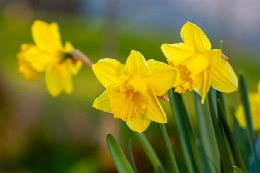黄色い花を咲かせている、スイセン