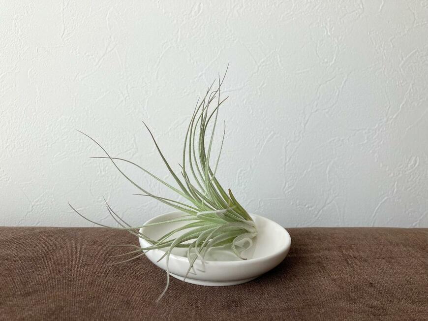 エアープランツ