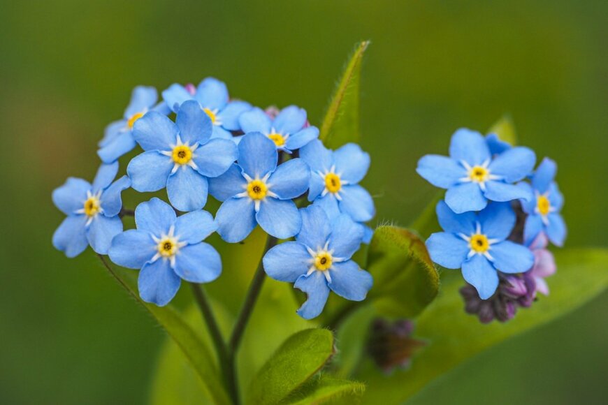 青い小花を咲かせているワスレナグサ
