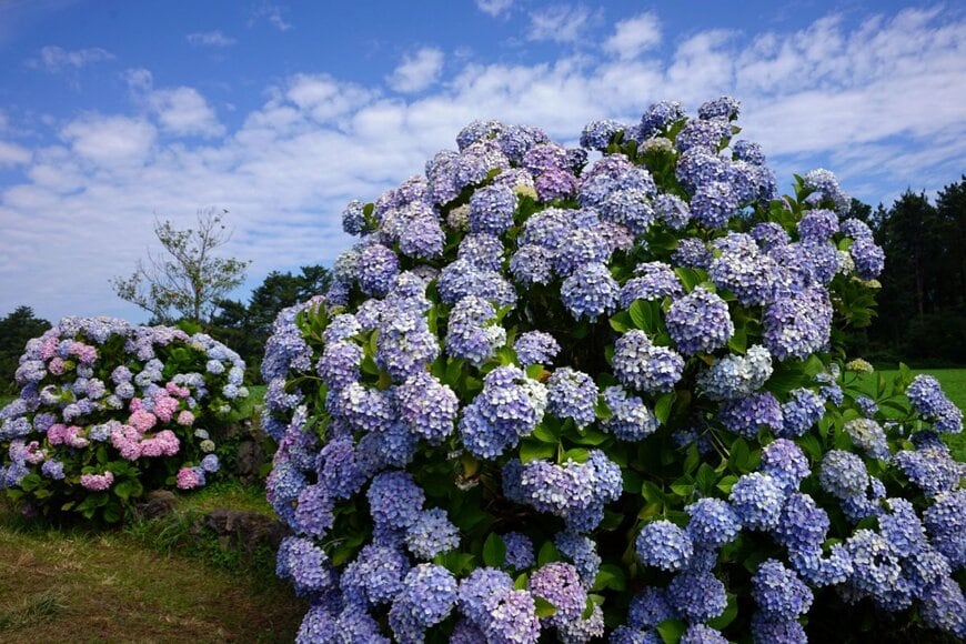 青い花を咲かせている、アジサイ