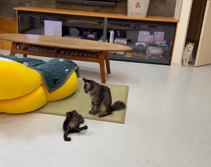 動画の1コマ：お腹を見せるゴマちゃん