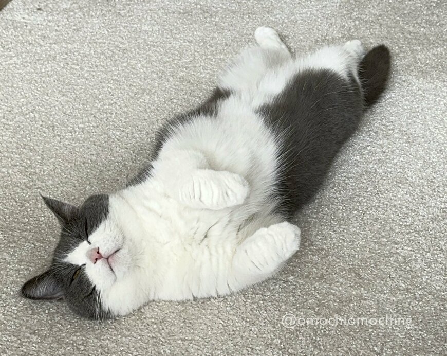 お腹を見せる猫