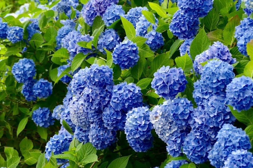 アジサイの花。花の色は青色。