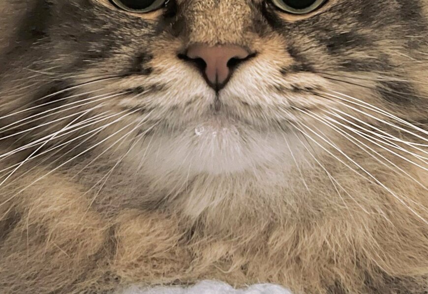 避難してきた猫