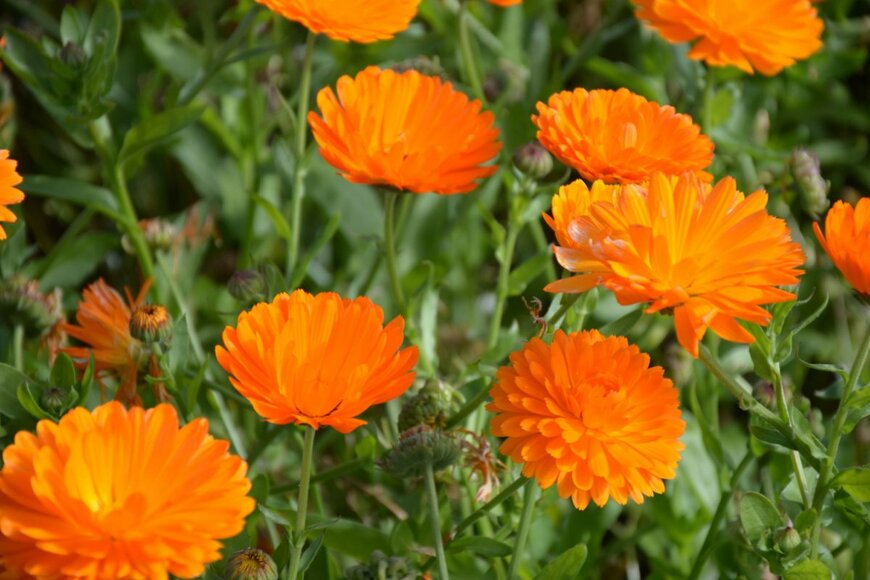 オレンジのカレンデュラの花が咲いている