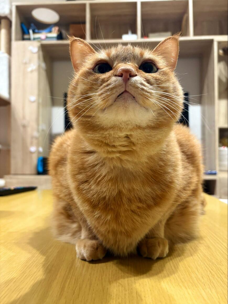 構ってほしい猫