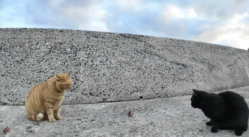 魚を挟んで無言の猫ちゃんたち